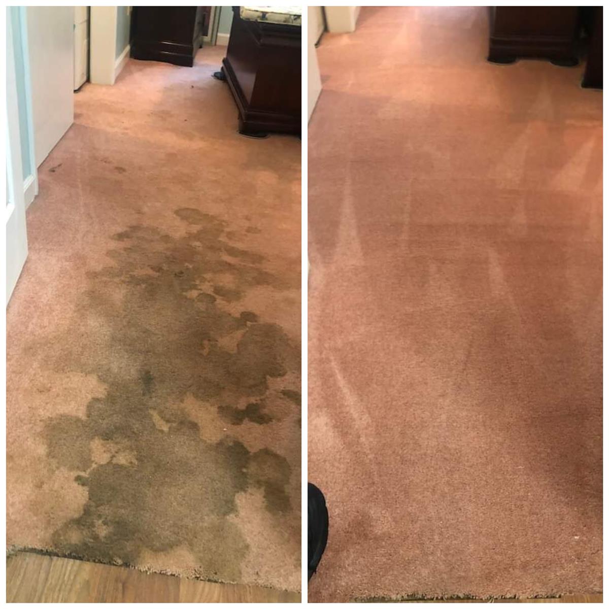 Before and after pet urine carpet cleaning