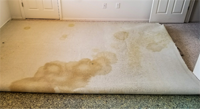 Pet Stain and Odor Removal in Martinez CA
